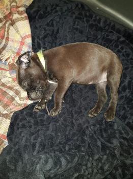 Randa, Staffordshire Bull Terrier