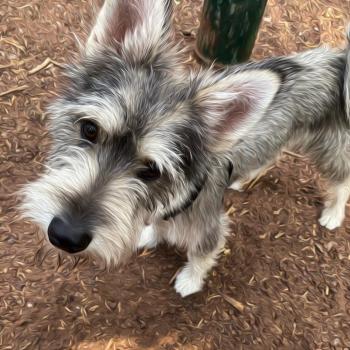 Idefix, Andere Hunde