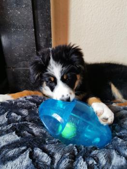 T. Baby, Berger Australien