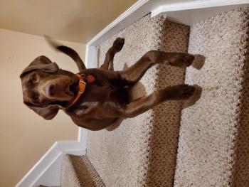 Rafa, Labrador Retriever