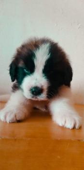 Riley, San Bernardo
