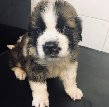Otis, Otros perros