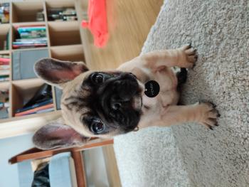 Henry, Bulldog Francés