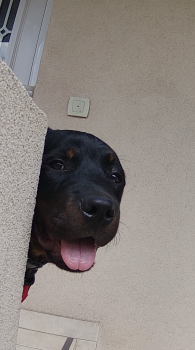 Enzo, Rottweiler