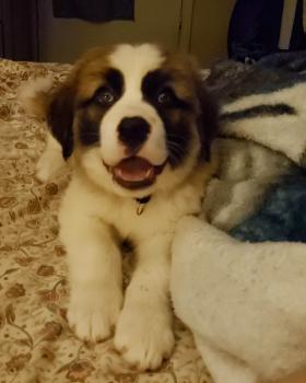 Gypsy Rayne Johnson, San Bernardo