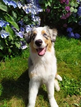 Rosco, Pastor Australiano