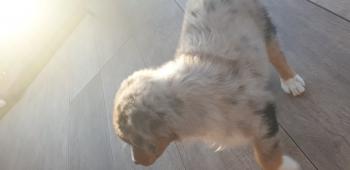 Ragnar, Australian Shepherd Dog