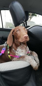 Maia, German Shorthaired Pointer