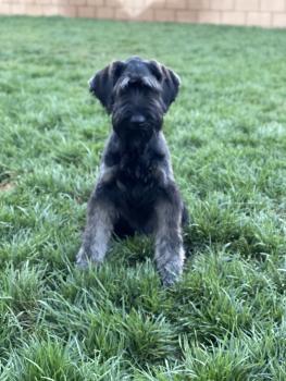 Margo, Schnauzer Gigante