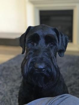 Ben, Riesenschnauzer