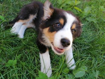 Rhapsody, Pastor Australiano