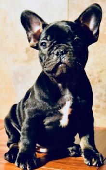 Lola Dior, Französische Bulldogge