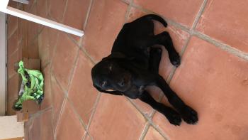 Reglisse, Braco Alemán De Pelo Corto