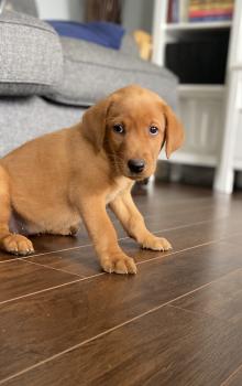 Tokyo, Labrador Retriever