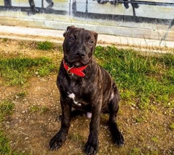 Kamal, Staffordshire Bull Terrier