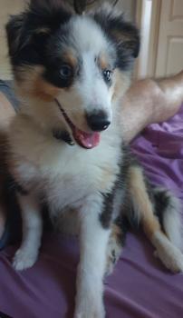 Ragnar, Otros perros