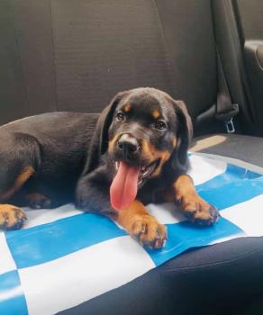 Hermès, Rottweiler