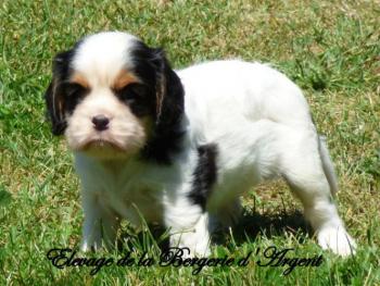 Raven, Cavalier King Charles Spaniel