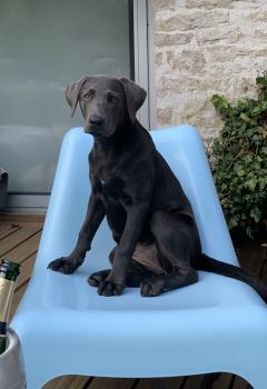 Otis, Labrador Retriever