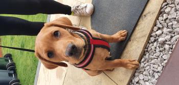 milo, Labrador Retriever