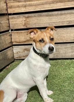Gizmo, Parson Jack Russell Terrier (De Pelaje Corto - Suave)