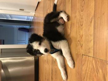 Zylo, Australian Shepherd