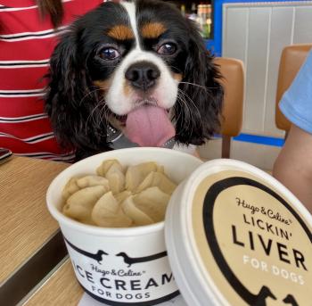Tim, Cavalier King Charles spaniel