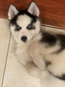 Kylo, Husky Siberiano