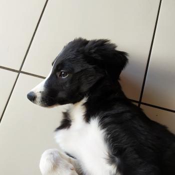 Nyarla, Border Collie