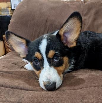Isabelle, Corgi Galés De Pembroke