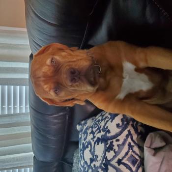 Luna, Dogo De Burdeos