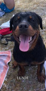 Ragnar, Rottweiler