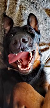 obelix, Beauceron
