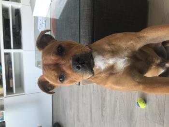 Pixel, Staffordshire Bull Terrier