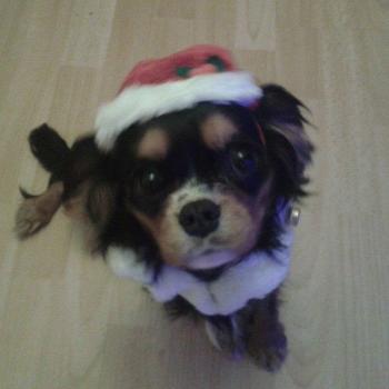 puppy, Cavalier King Charles Spaniel
