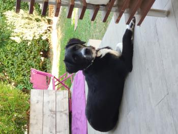 Pink, Otros perros