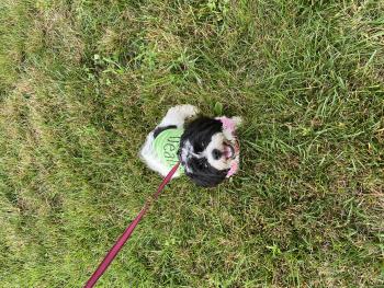 Queen Nefi, Shih Tzu