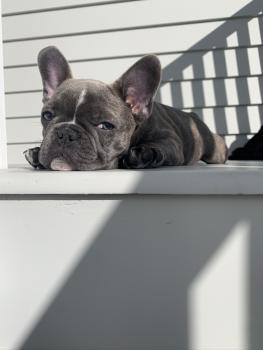 Bear, Französische Bulldogge