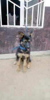 Maya, Perro Pastor Alemán