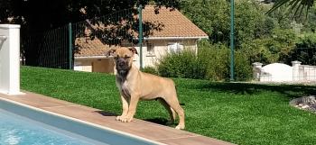 Reset, Staffordshire Bull Terrier