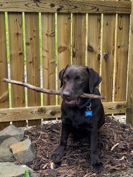 Teddy, Labrador Retriever