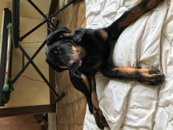 Ross, Beauceron