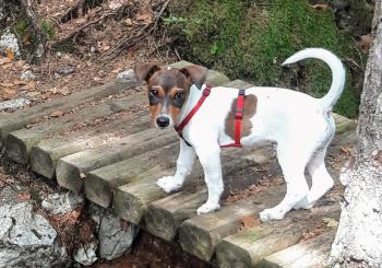 Rusty, Parson Jack Russell Terrier (De Pelaje Corto - Suave)