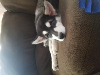Shadow, Malamute