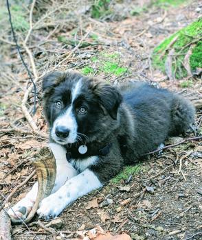 Axel, Border Collie