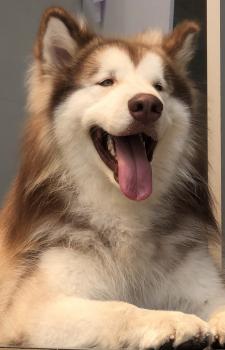 Simba, Malamute