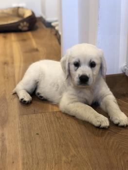 River, Golden Retriever