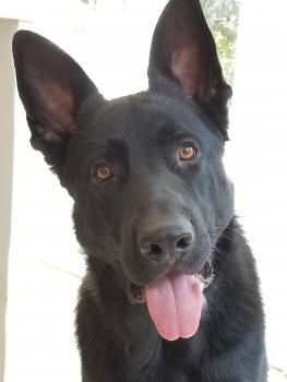 Revan, Perro Pastor Alemán