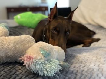 Maximus, Dóbermann