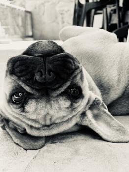 Pippa, Bulldog Francés